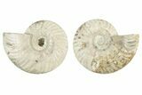 Cut & Polished, Agatized Ammonite Fossil - Madagascar #234408-1